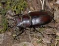 Lucanus tetraodon